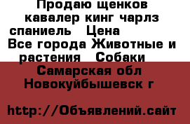 Продаю щенков кавалер кинг чарлз спаниель › Цена ­ 40 000 - Все города Животные и растения » Собаки   . Самарская обл.,Новокуйбышевск г.